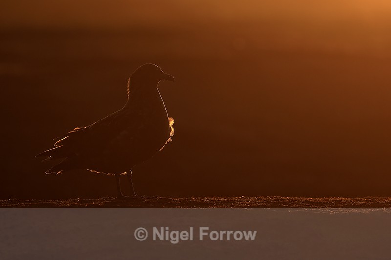 Brown Skua, rim lit shot, Sea Lion Island, Falklands - Falkland (Brown) Skua