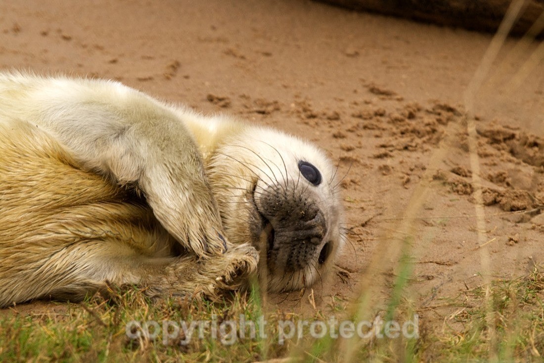 Grey Seal Pup - Lincolnshire - Mammals