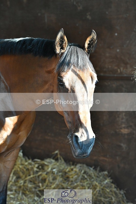 230817-082842-02392 - Stable Shots