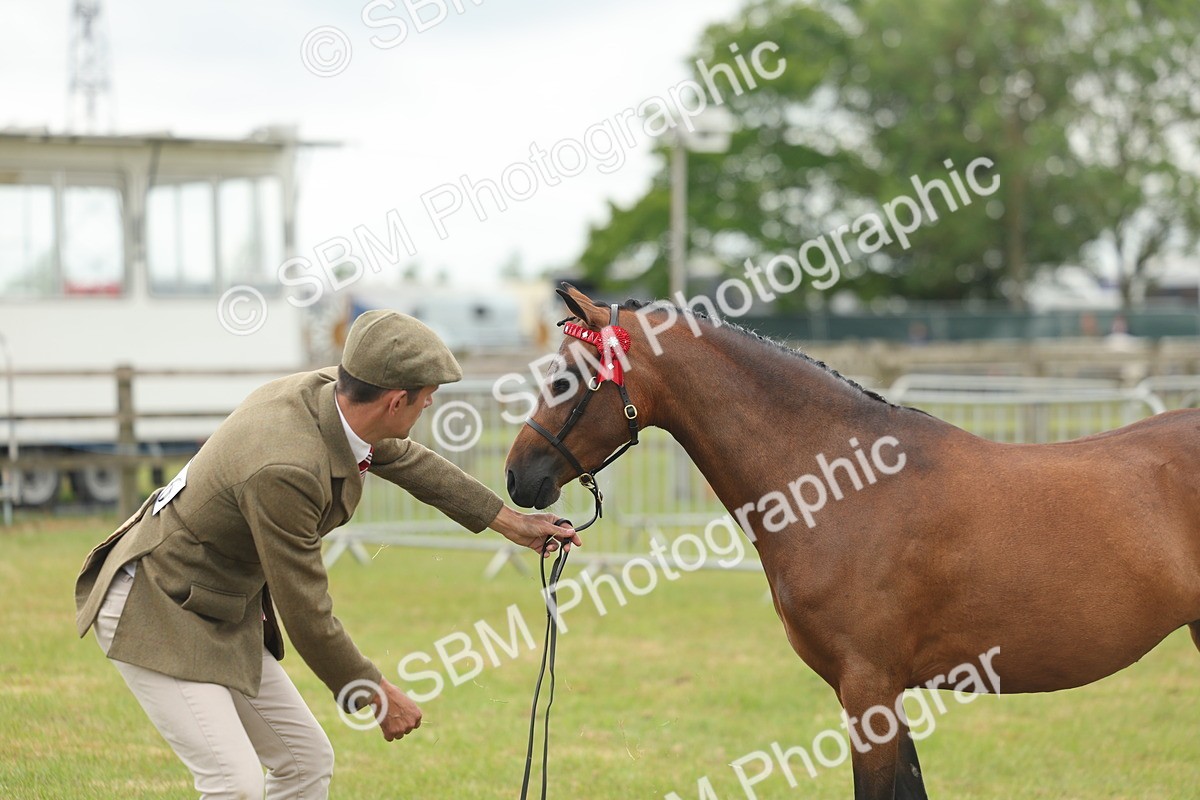 SBM_05574 - Class 68-73 - Riding Pony Breeding
