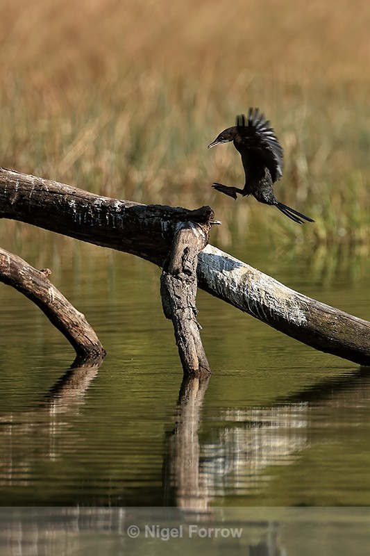 Little Cormorant about to land, Bandhavgarh Tiger Reserve, India - Little Cormorant