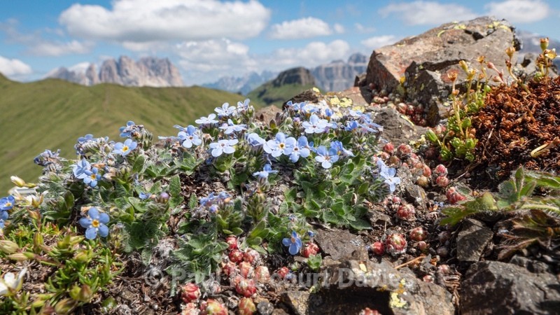 King of the Alps (Eritrichium nanum) - Flowers in the Landscape