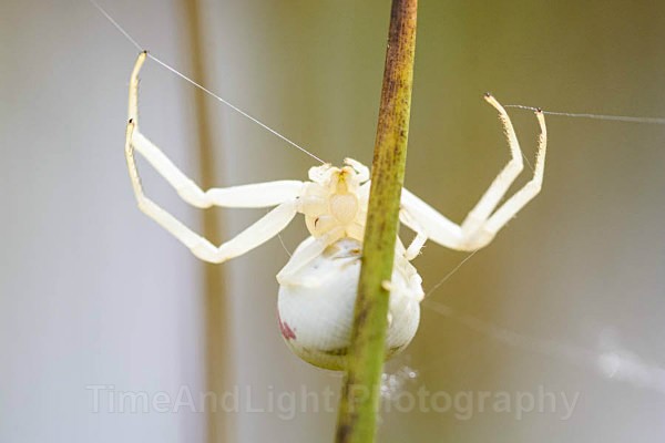 Crab spider - Spiders