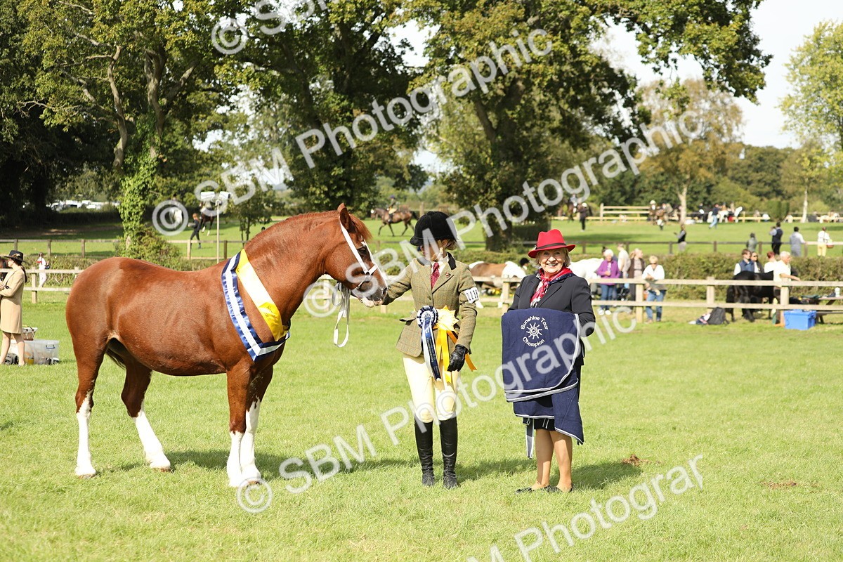 SBM_66370 - In Hand Pony & Youngstock Supreme Championship
