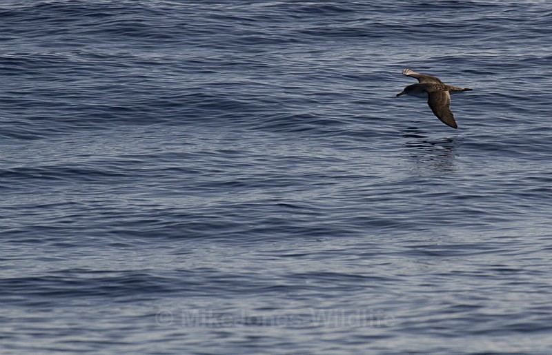 CORY'S SHEARWATER (ref M31) - CORY'S SHEARWATER, MADEIRA (PORTUGAL)