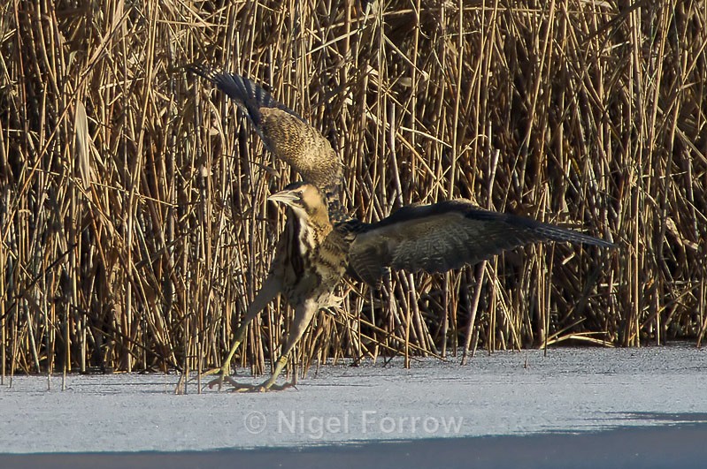 Bittern - safe landing on ice at Otmoor - Bittern