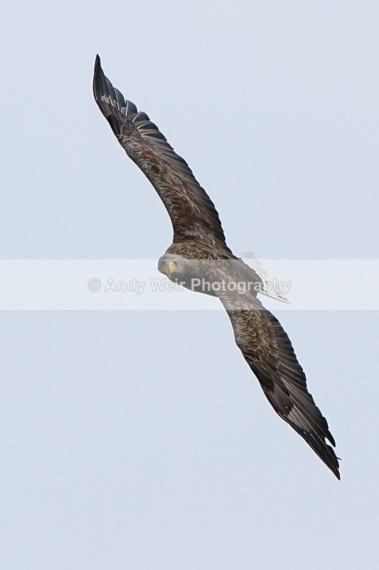 20120529-_MG_9131 - White Tailed Eagle