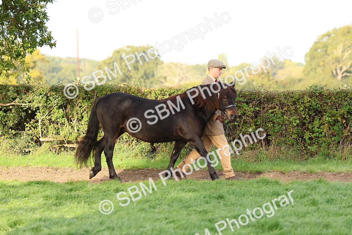 SBM_54758 - S39 - Starters In Hand Showing