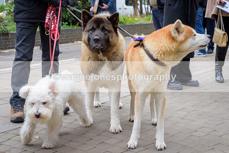 NGP_8339 - 2024 Animals in War Remembrance Gathering