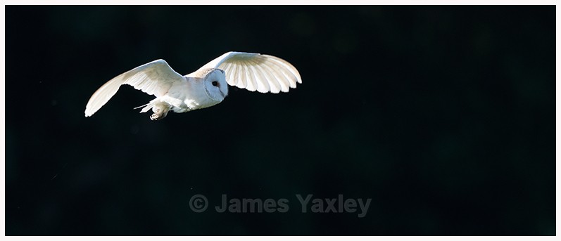 Backlit Barn Owl in Flight - Latest Work