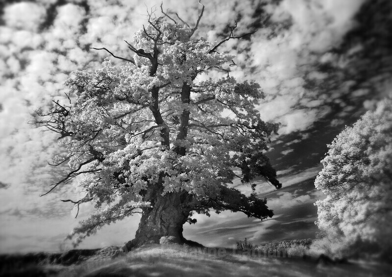White Leaved Oak 6 - White Leaved Oak