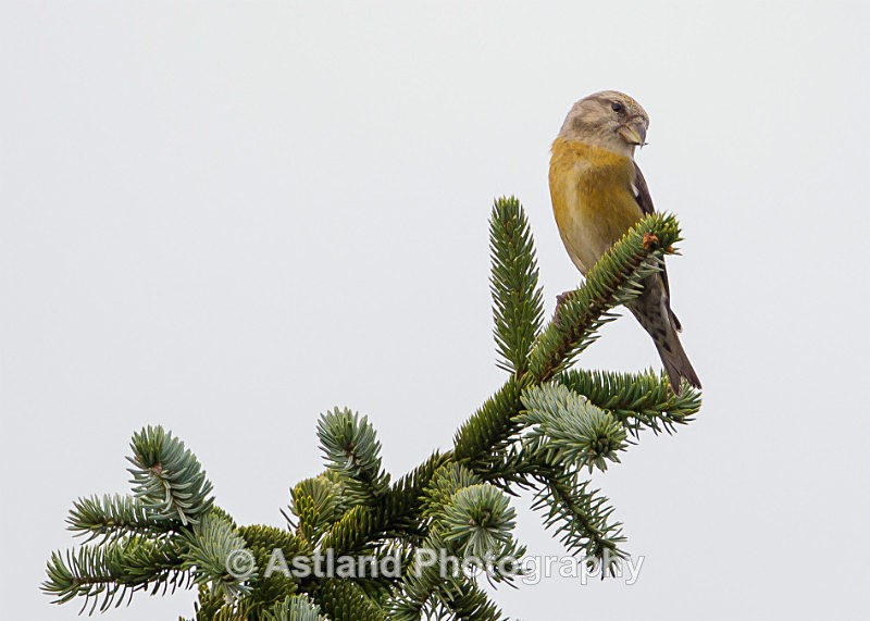 Astland Photography, Bird and Wildlife Images, Susan and Peter Wilson, U.K