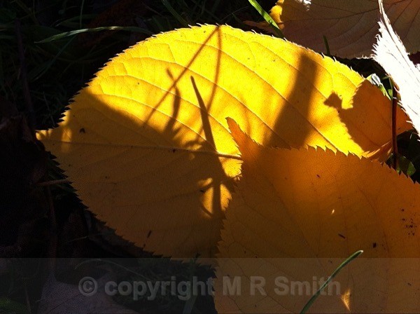 Leaf Pattern - MACRO & CLOSE UPS 2