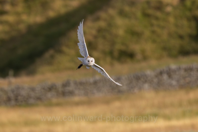 Barn Owl bringing home the shopping.   ref1275 - Latest images