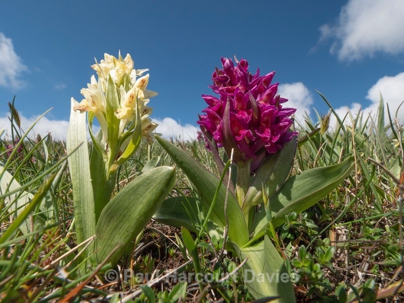 Elderflower Orchid (Dactylorhiza sambucina)  - Flowers in the Landscape - 1