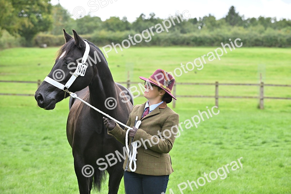 SBM_63306 - S49 - Mountain & Moorland In Hand Large Breeds