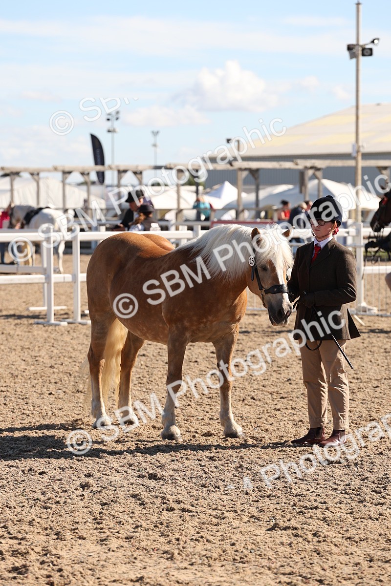 SBM_12913 - Class 206 - IH Non Show Type Pony