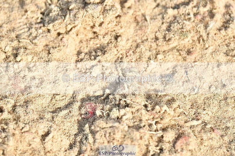 230721A-091217-04640 - Cls 26, 5 Yr Olds 1.10m