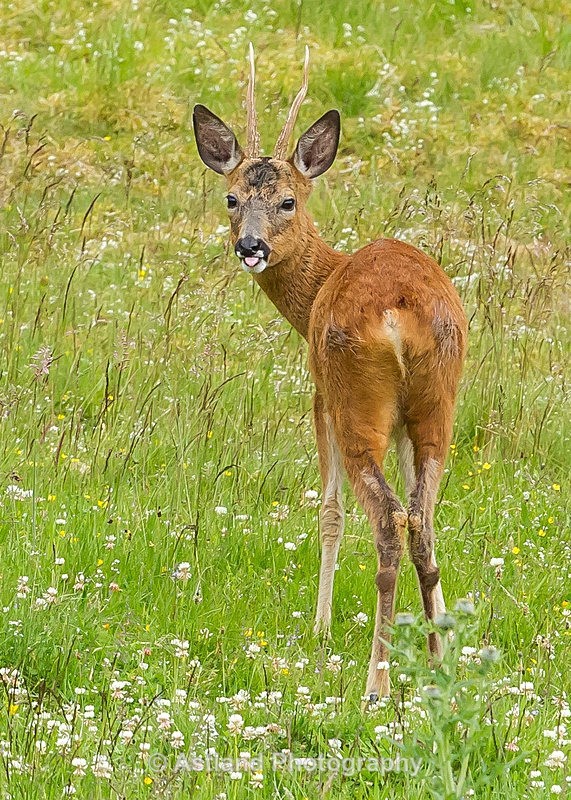 Astland Photography, Bird and Wildlife Images, Susan and Peter Wilson, U.K.