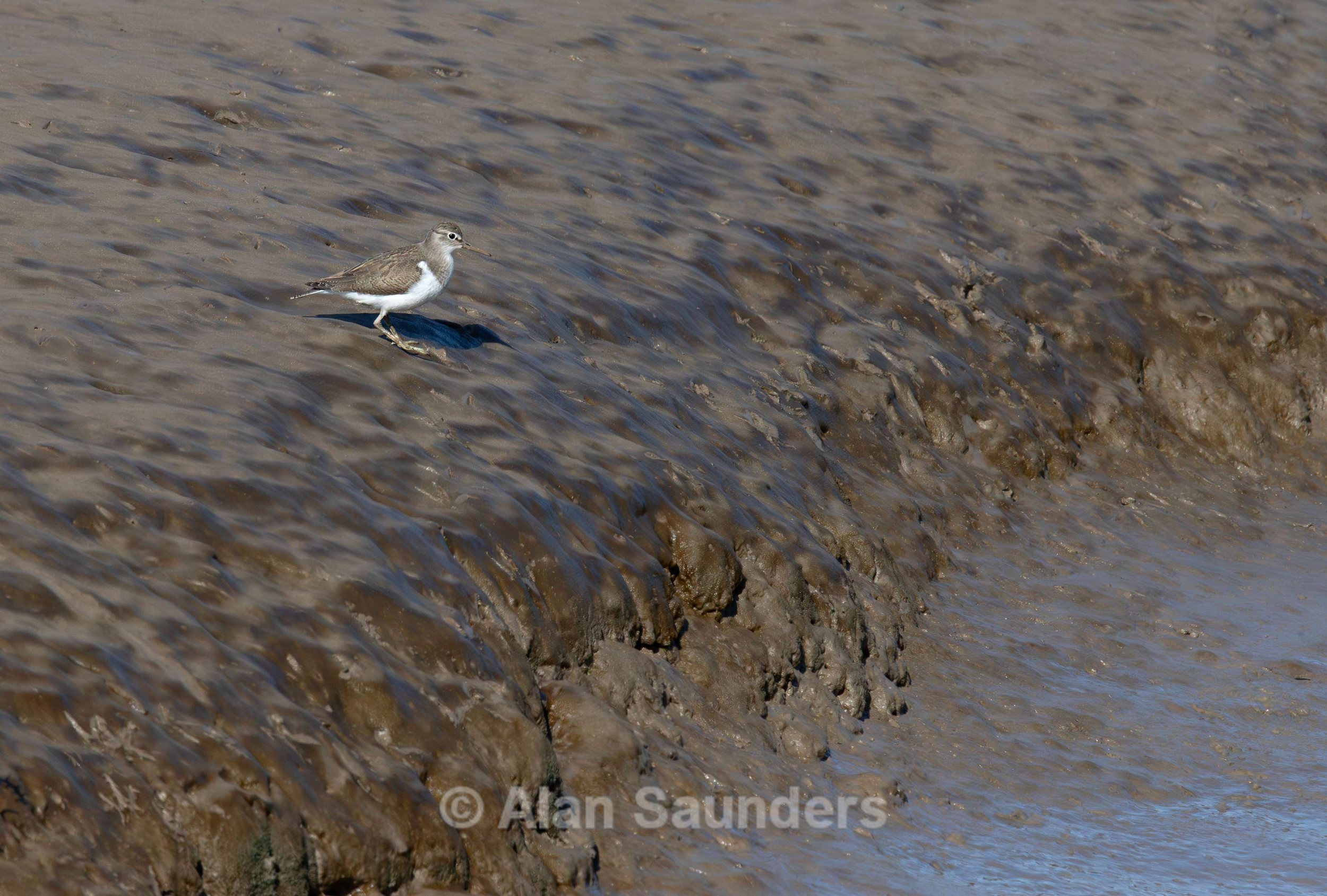 Common Sandpiper 1