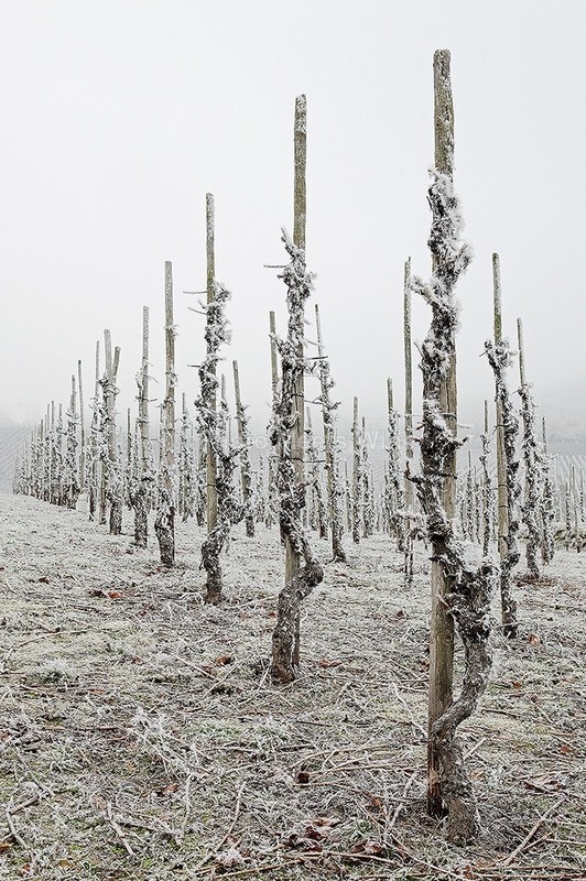 - Vineyards & Vines / Weinberge & Reben