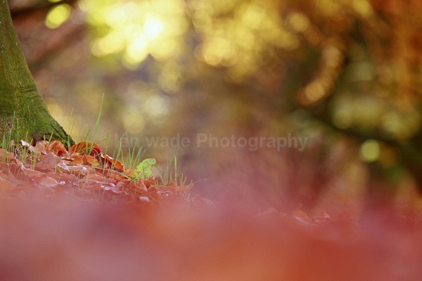  - Woodland scenes & flowers