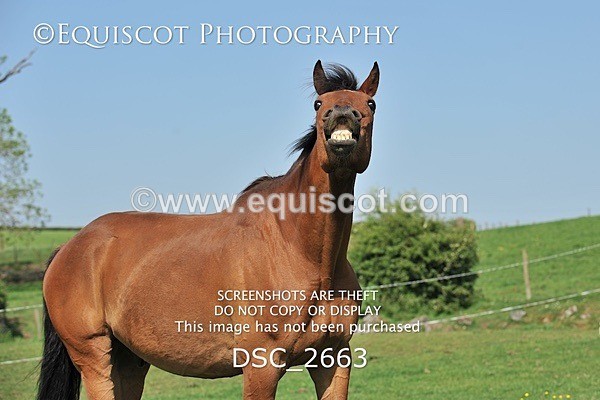 DSC_2663 - ARCHIVE REQUEST - Quincy and Guinness