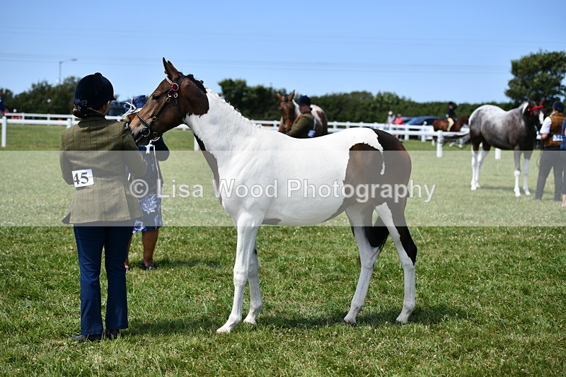 DSC_7495 - Class 63: Coloured Horse Youngstock
