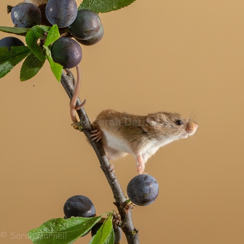 Sloe Mouse SD2026 - Greeting Cards