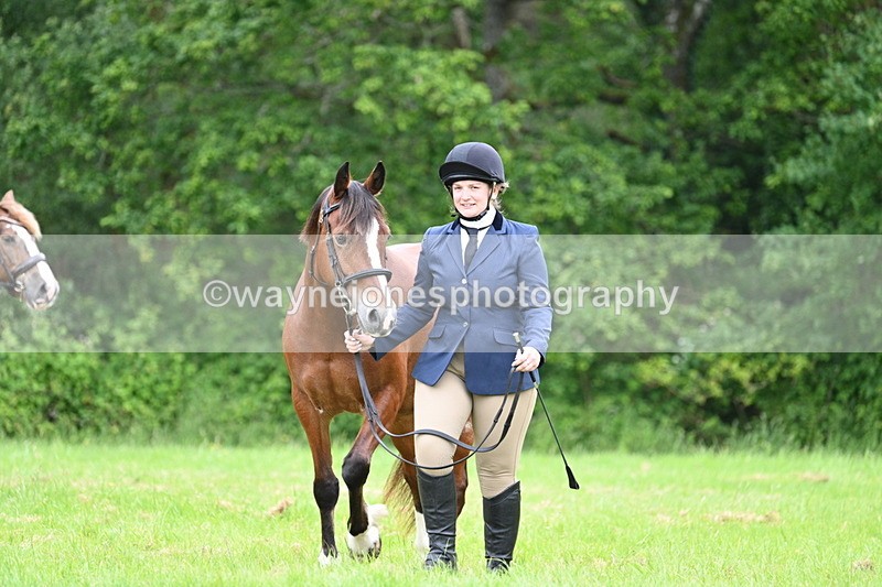 WJ7_4365 - Class 14B Prettiest Mare