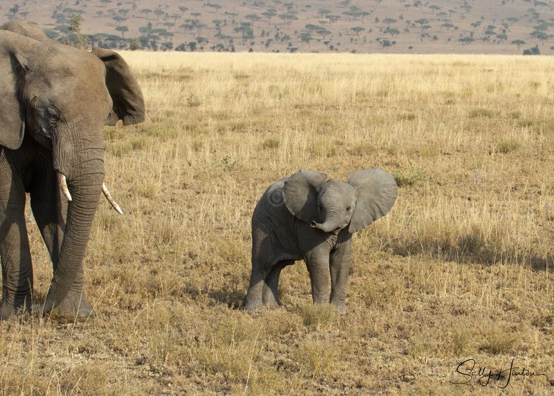 Masai Mara Elephants 6