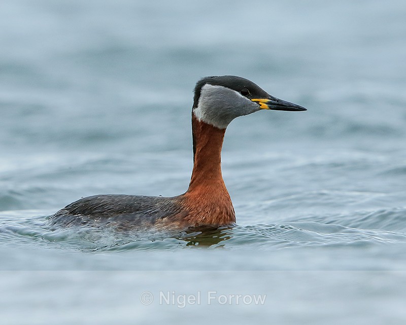 Red-necked Grebe, close view, Farmoor Reservoir - Red-necked Grebe