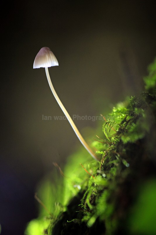  - Wild Flowers,  plants & Fungus photography, Great Britain