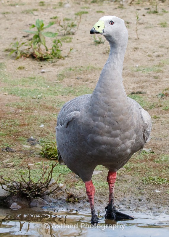 Astland Photography, Bird and Wildlife Images, Susan and Peter Wilson, U.K.