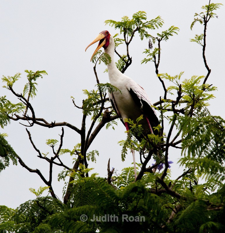 Yellow-billed Stork - Tanzania Birds and Mammals