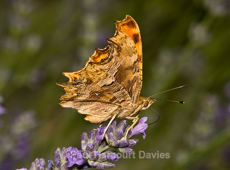  - Bugs: Butterflies