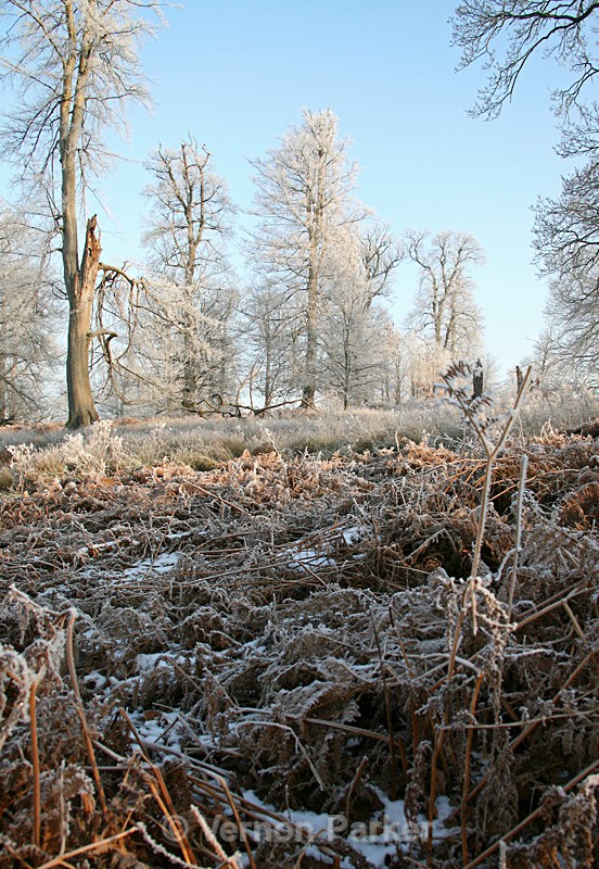 Frosty Knole Park - UK. Landscapes