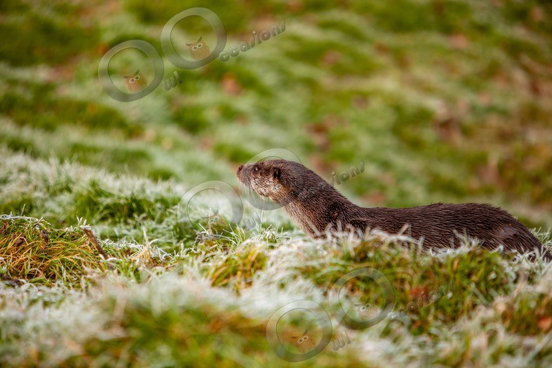 european otter lutra lutra-0665 - UK Wildlife
