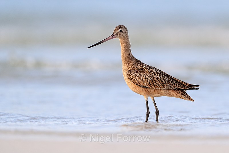 Marbled Godwit on North Beach, Fort De Soto Park, Florida - Marbled Godwit