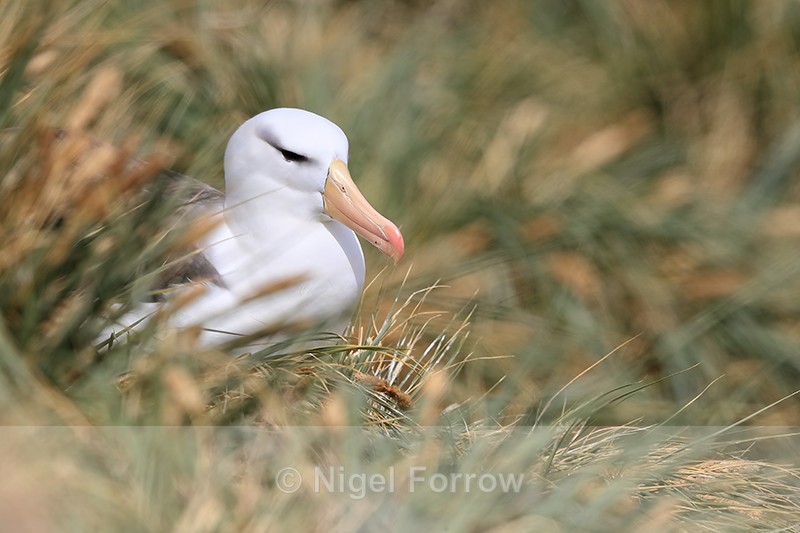 Black-browed Albatross nesting in tussock grass, West Point Island - Black-browed Albatross