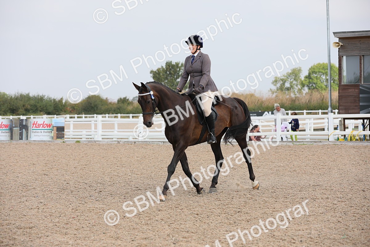 SBM_11447 - Class 305 Ridden Foreign Breeds- Pure Bred