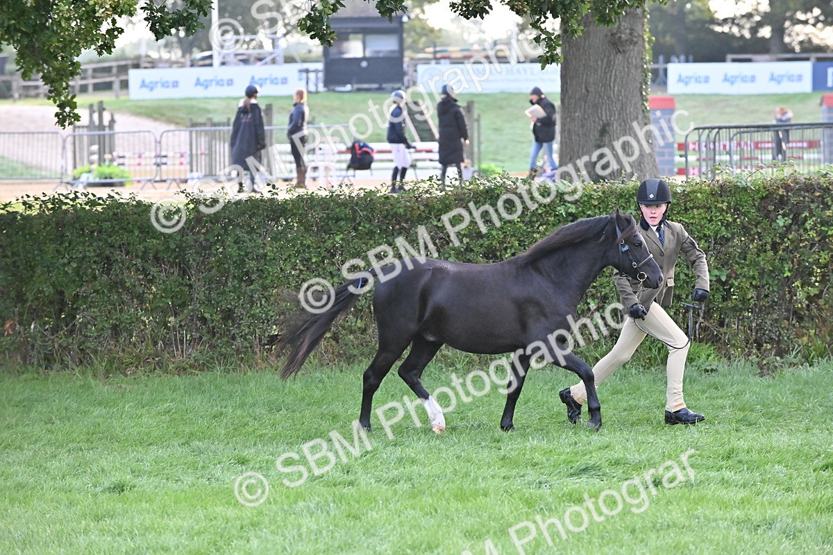 SBM_54593 - S44 - Youngstock In Hand