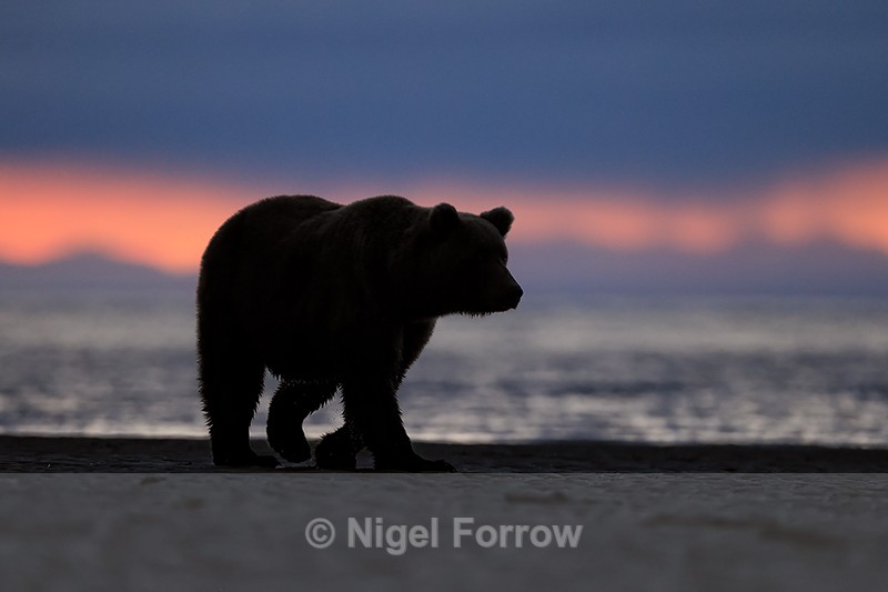 Grizzly Bear dawn beach walk, Lake Clark NP, Alaska - Brown Bear