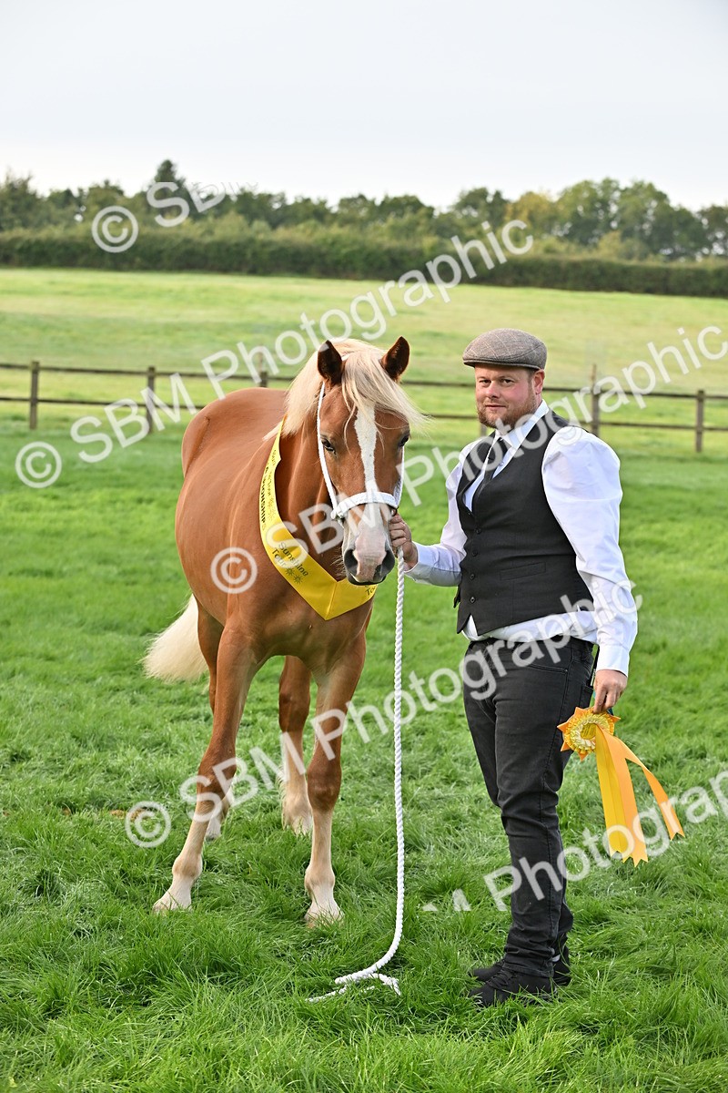 SBM_55377 - S44 - Youngstock In Hand