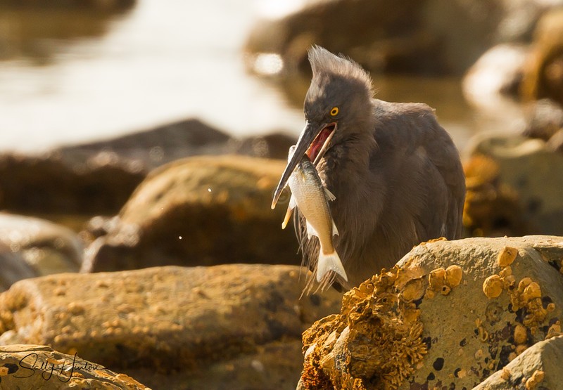 Heron Eating 1