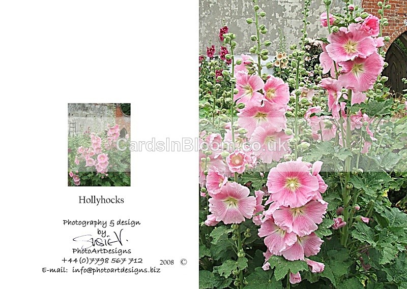 Summer 5.  Hollyhocks - Summer