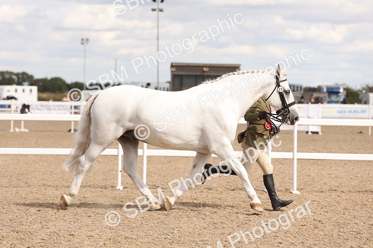 SBM_14739 - Class 208 - IH Veteran Horse