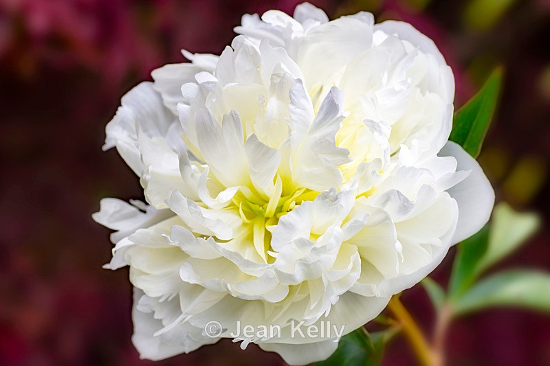 White Peony - DSC_4841 - White