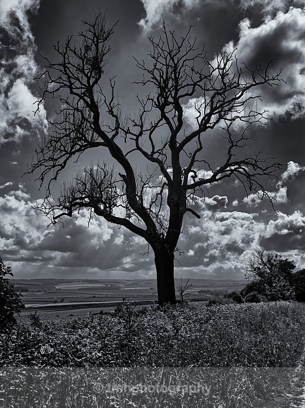 Black Tree. - Landscape