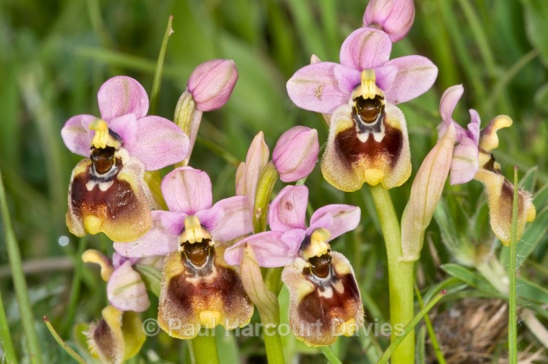 Ophrys tenthredinifera (Sawfly_ophrys) - Orchids - Ophrys